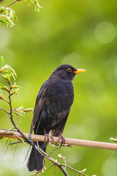 istock Blackbird male turdus merula singing in a tree in a garden 1285916392
