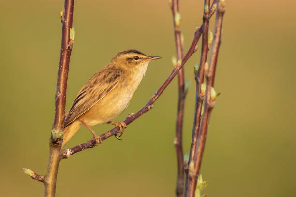 istock Sedge Warbler bird, Acrocephalus schoenobaenus, singing 1285916409