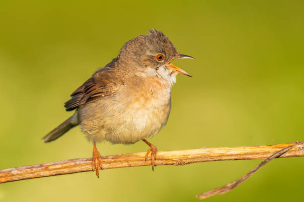 istock Whitethroat bird, Sylvia communis, foraging in a meadow 1285916434