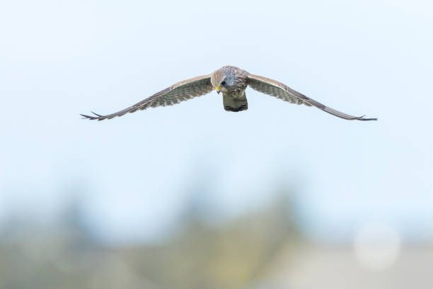 istock Kestrel falco tinnunculus closeup in flight 1285916453