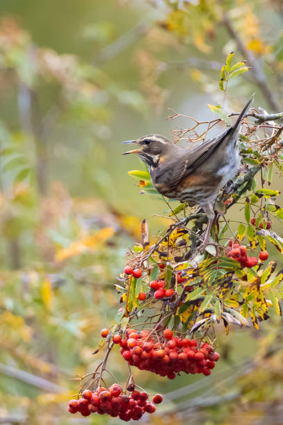istock Redwing Turdus iliacus bird eating berries 1285916471