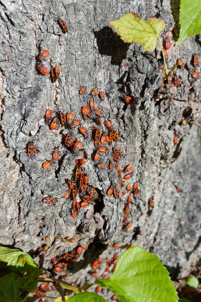 istock Firebugs, nymphs and adults on bark of Lime tree 1285916714