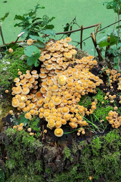 cogumelos tuft de enxofre em toco de árvore morta - hypholoma fasciculare - fotografias e filmes do acervo