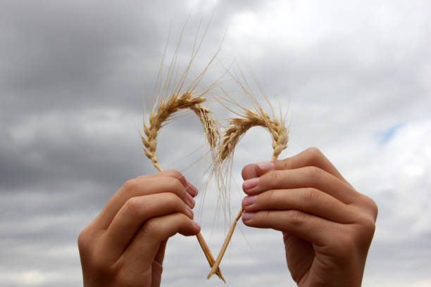 céu nublado e trigo em forma de coração - wheat flour cereal plant field - fotografias e filmes do acervo