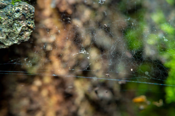 istock Old blank spider web on a tree in a forest in soft focus at high magnification. Abandoned spider trap when the ecological situation changes 1285918059