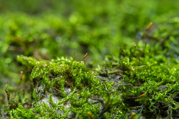 istock Green background with tree climacium moss in soft focus at high magnification. Highly visible sprouts of moss, sporangium and sporophyte. Beauty of nature and the environment. 1285918081