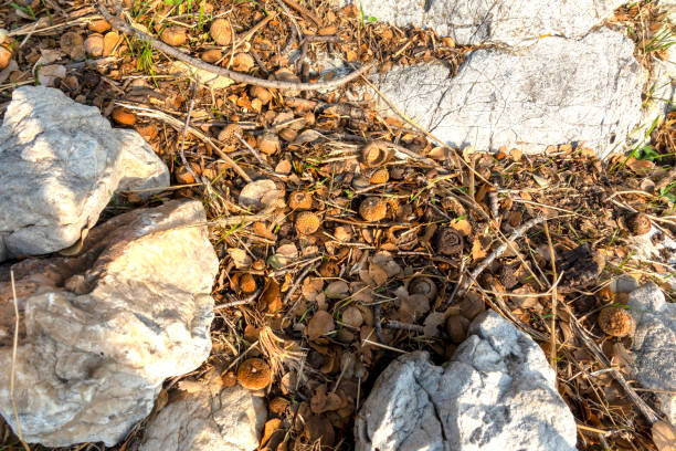 Oak acorns and leaves on the ground