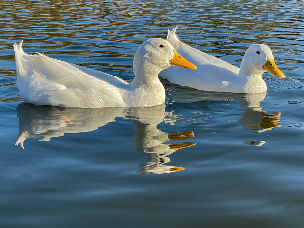 istock Flock of white pekin ducks 1285918826