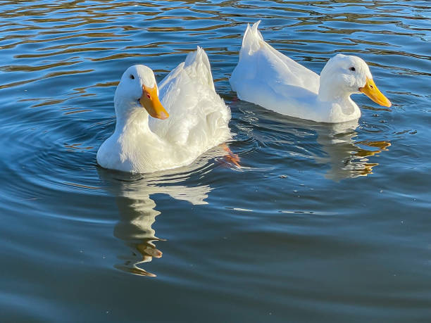 istock Flock of white pekin ducks 1285918884