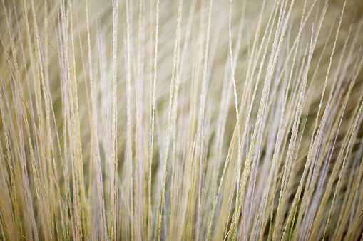 Abstract straw grass background