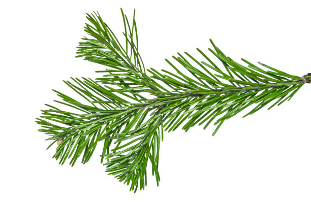 istock Coniferous tree twig with green needles isolated 1285919057