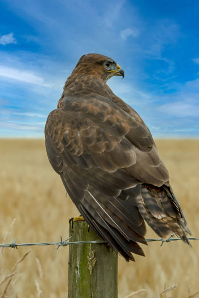 istock Portrait of a common Buzzard perched on a fence post.  Close up. 1285919089