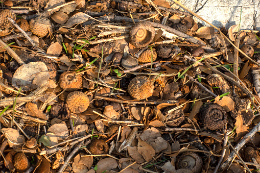Oak acorns and leaves on the ground