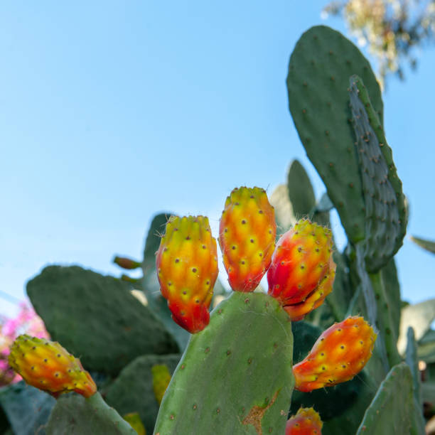nadel-birnen mit roten früchten und blauer himmel im hintergrund - prickly pear fruit cactus prickly pear cactus yellow stock-fotos und bilder