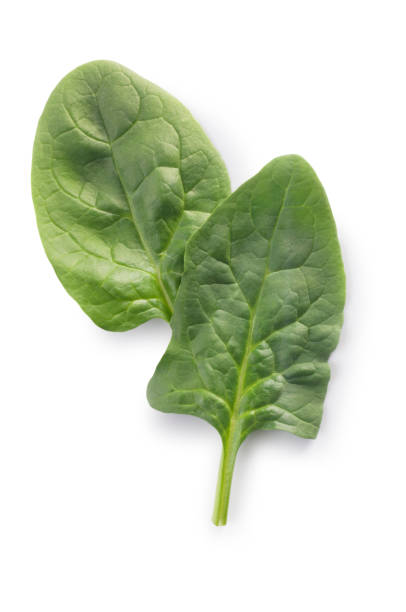 Spinach Leaves on white Studio shot of spinach leaves cut out against a white background. spinach stock pictures, royalty-free photos & images