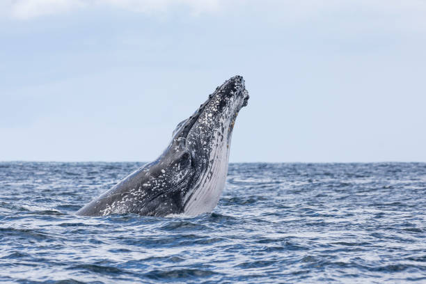 istock Humpback Whale Spy Hopping 6 1285922955
