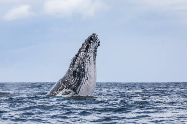 istock Humpback Whale Spy Hopping 5 1285922989