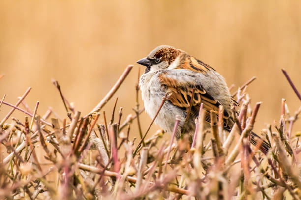 istock Male house sparrow. Passer domesticus 1285924480