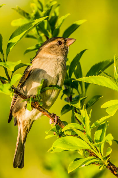 istock Female house sparrow. Passer domesticus 1285924588