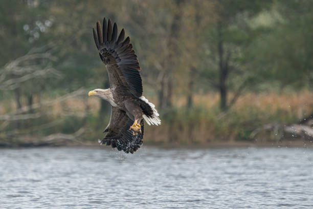 istock white tailed eagle (Haliaeetus albicilla) taking a fish out of the water 1285925029