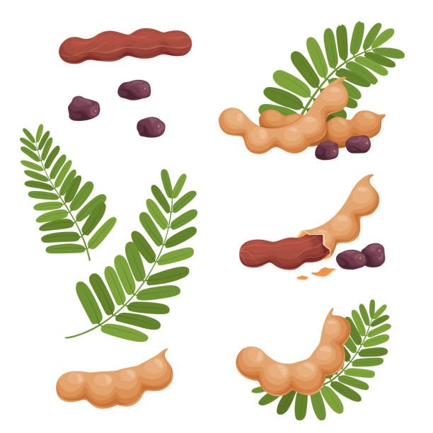 illustrazioni stock, clip art, cartoni animati e icone di tendenza di un insieme di semi di frutta e foglie di tamarindo. illustrazione di un tamarindo fresco e maturo - tamarindo