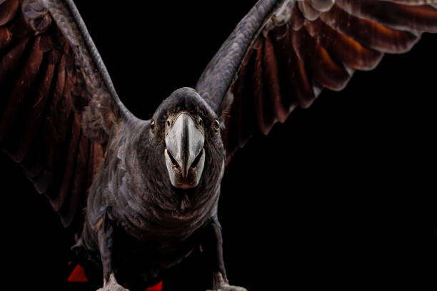 istock Red-tailed Black Cockatoo 1 1285926066