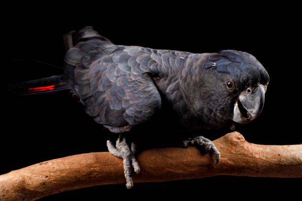 istock Red-tailed Black Cockatoo 3 1285926090