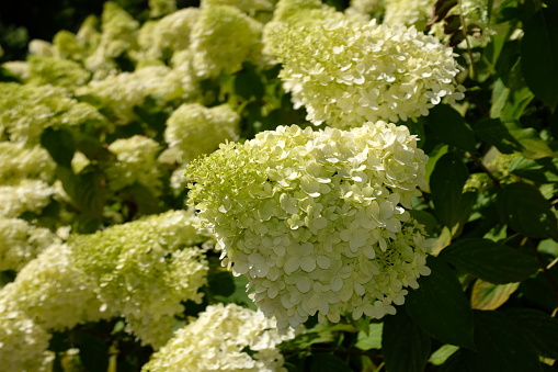 Berkshire, England - August 3, 2020: 'Limelight' is quite a tall hydrangea with light green leaves. The flowers (florets) start as a lime green colour, becoming white later on. Further into the season (around September in the UK) the flowers become flushed with pink and green.