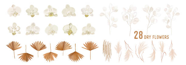 illustrations, cliparts, dessins animés et icônes de fleurs de lunaria séchées, orchidée, herbe de pampas, bouquets vecteurs de feuilles de palmier tropicales. modèle floral d’aquarelle pastel collection isolée pour couronne de mariage, cadres de bouquet, éléments de conception de décoration - leaf dry backgrounds nobody