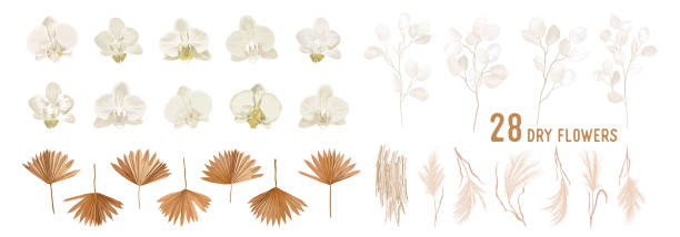 Dried lunaria flowers, orchid, pampas grass, tropical palm leaves vector bouquets. Pastel watercolor floral template isolated collection for wedding wreath, bouquet frames, decoration design elements Dried lunaria flowers, orchid, pampas grass, tropical palm leaves vector bouquets. Pastel watercolor floral template isolated collection for wedding wreath, bouquet frames, decoration design elements boho stock illustrations