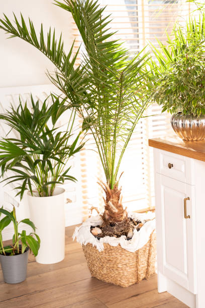 istock Tropical palm and other home plants in home. 1285928733