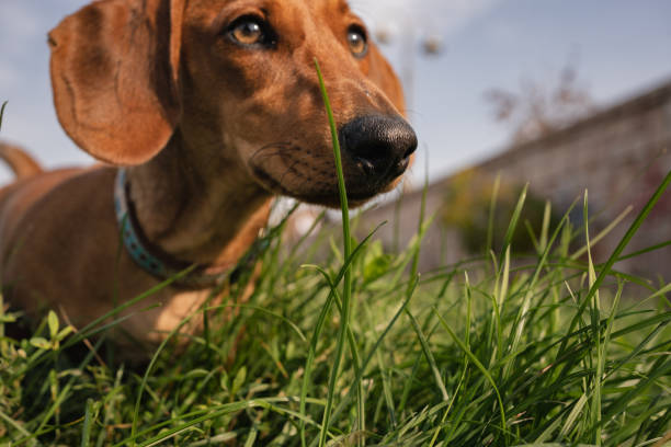 istock Smiling brown Dachshund dog exploring the day during his walk time 1285928762