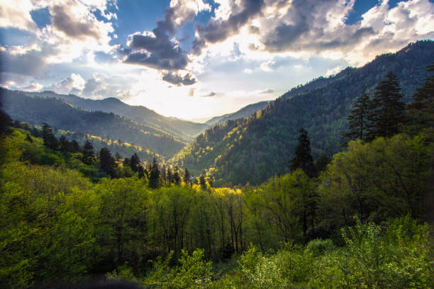 paesaggio della foresta del tennessee nel parco nazionale delle great smoky mountains - tennessee great smoky mountains great smoky mountains national park north carolina foto e immagini stock