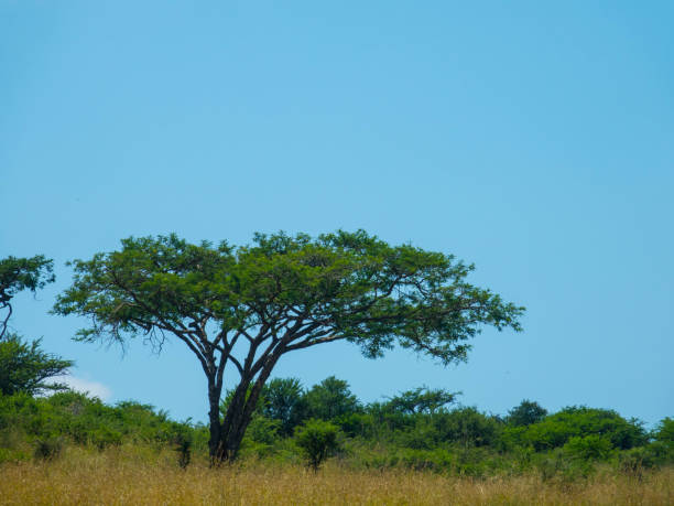 istock Acacia trees on the african savannah 1285928927