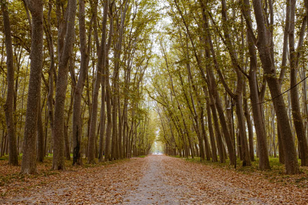 Many autumn leaves on the ground on a platanus tree forest in Girona's Devesa landscape