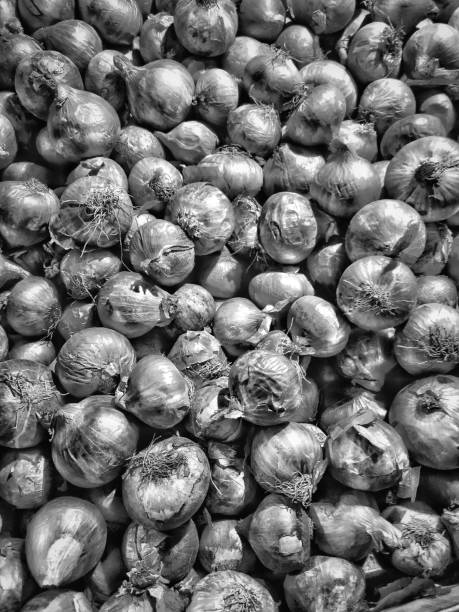 HOUSEHOLD VEGETABLES