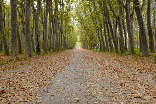 Many autumn leaves on the ground on a platanus tree forest in Girona's Devesa landscape