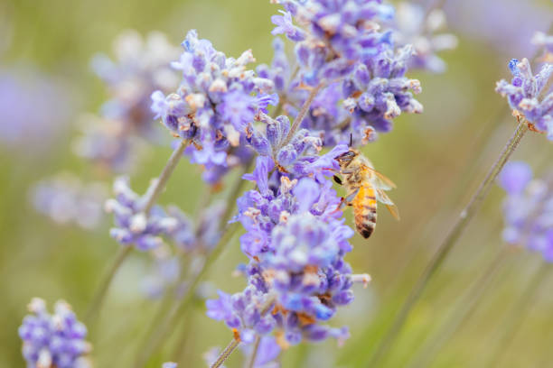 istock Bee in Lavender in Australia 1285929107