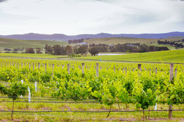 istock Yarra Valley Vineyard in Australia 1285929220