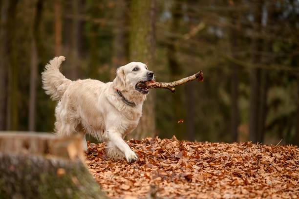 istock Golden Retriver playing with a stick in the meadow 1285930677