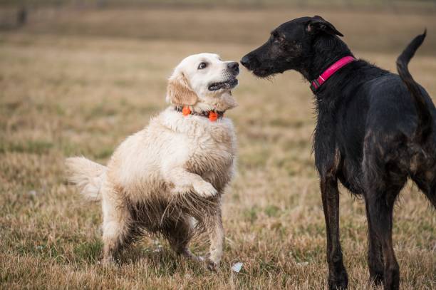 istock Two dogs playing in the autumn meadow 1285930681