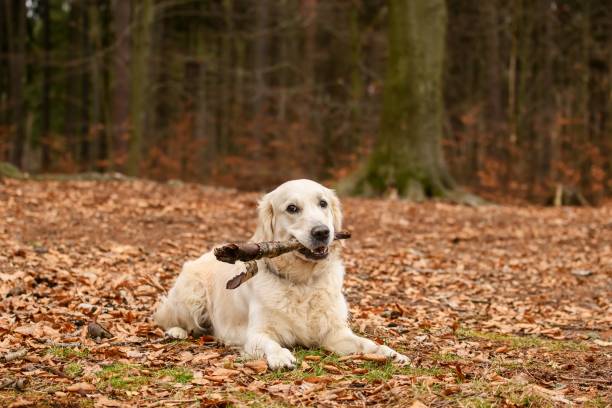istock Golden Retriver playing with a stick in the meadow 1285930682