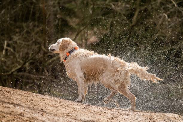 istock Golden retriever shaking off water after bath 1285930778