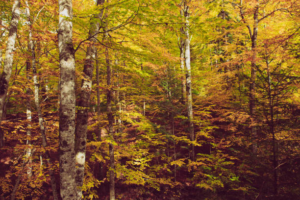 istock Beautiful autumn landscape 1285931146