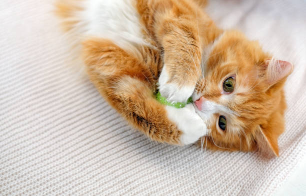 istock Funny ginger cat is lying relaxed on his back and playing with toy, soft knitted background, indoor. Selective focus, copy space 1285932441