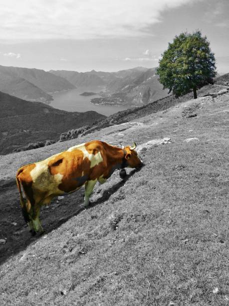 istock Alpe Giumello Lecco Italy 1285933786