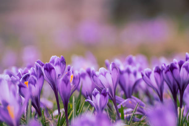 Spring crocus flowers Beautiful violet crocus flowers growing in the grass, the first sign of spring. Seasonal easter background with copyspace purple flower stock pictures, royalty-free photos & images