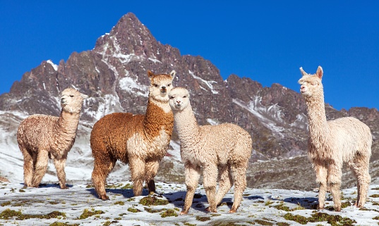 llama or lama, group of lamas on pastureland,  Andes mountains, Peru