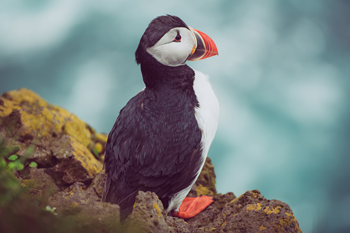 Single Atlantic puffin bird standing on the rock over the sea. Animal outdoor background