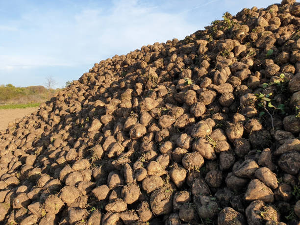 betterave à sucre sur un tas après la récolte - beet common beet isolated sugar beet photos et images de collection